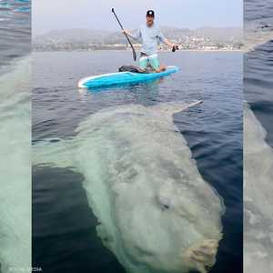 سمكة عملاقة من نوع "الشمس"