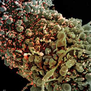 الطفرات سمة مميزة للفيروسات عموما