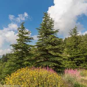 المحمية حظيت بإشادة واسعة