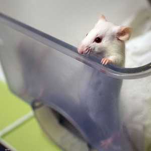 أرشيفية لفأر تجارب في إحدى المختبرات