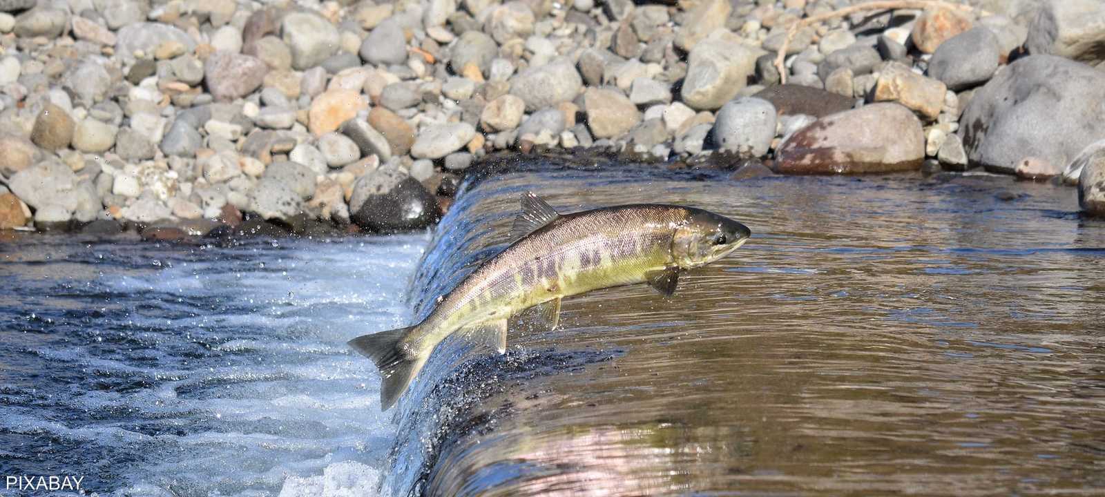 ذوبان 46 ألف نهر جليدي سيوفر ملاذات لأسماك السلمون
