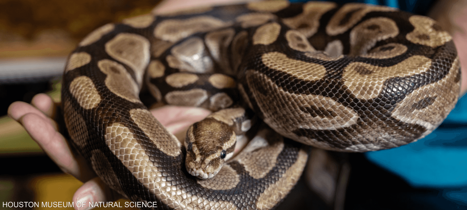 ثعبان من نوع الأصلة الملكية.. أرشيفية