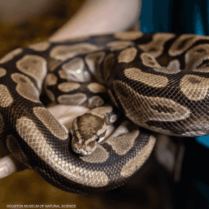 ثعبان من نوع الأصلة الملكية.. أرشيفية