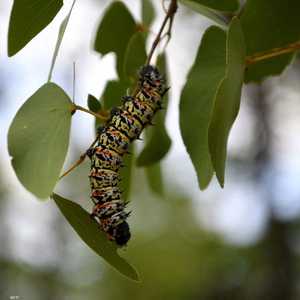 الدودة لها 1306 أرجل.