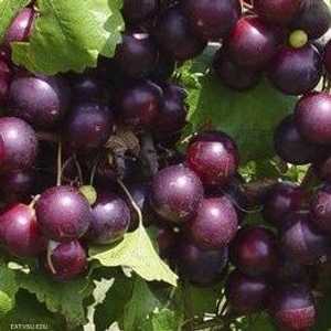 العنب يكافح الشيخوخة.