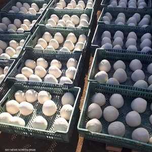 الجبن المضبوط غير صالح للاستهلاك الآدمي