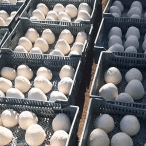 الجبن المضبوط غير صالح للاستهلاك الآدمي