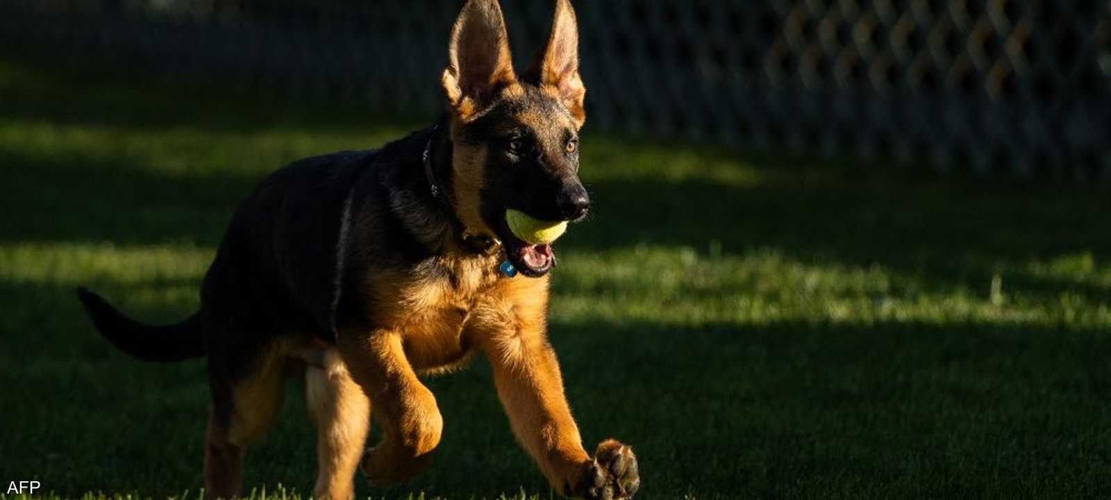 الصورة الرسمية الأولى للكلب الجديد "كوماندر"