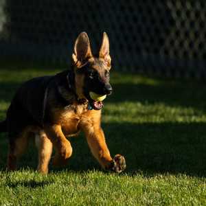 الصورة الرسمية الأولى للكلب الجديد "كوماندر"