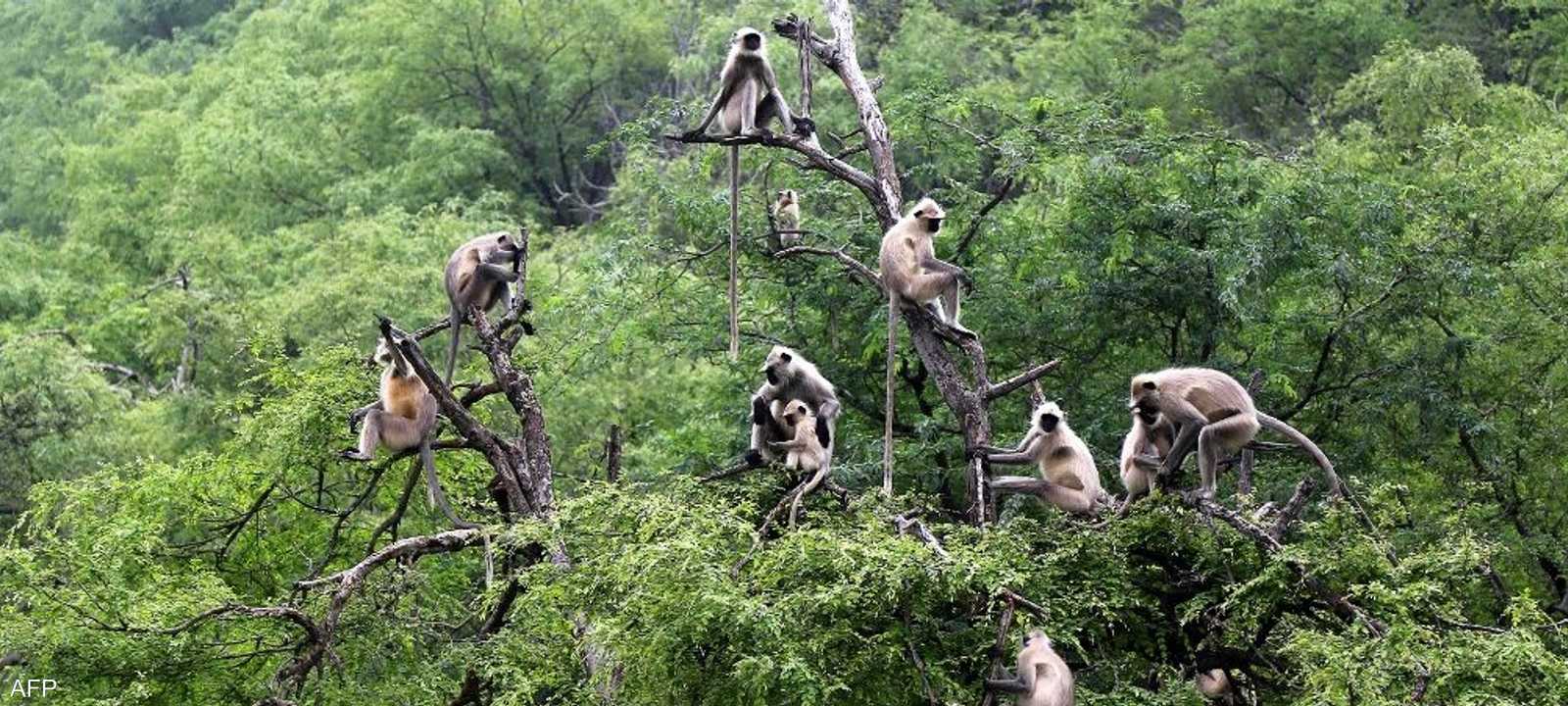 هجوم القردة خلف 250 كلبا قتيلا