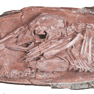 بيضة ديناصور عمرها 70 مليون سنة