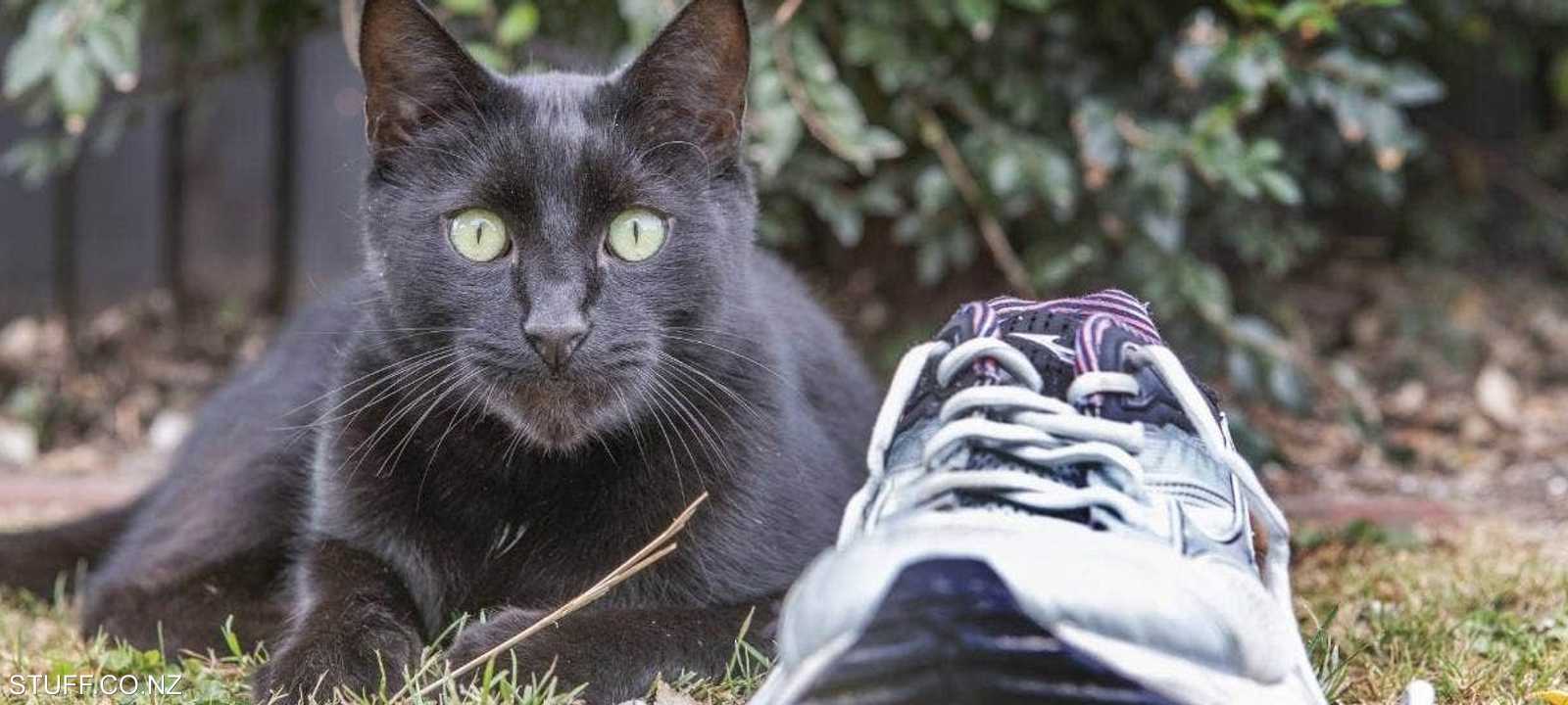 كيث يعشق سرقة متعلقات الجيران