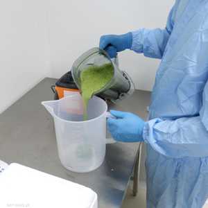 اللقاح يعتمد على أوراق التبغ