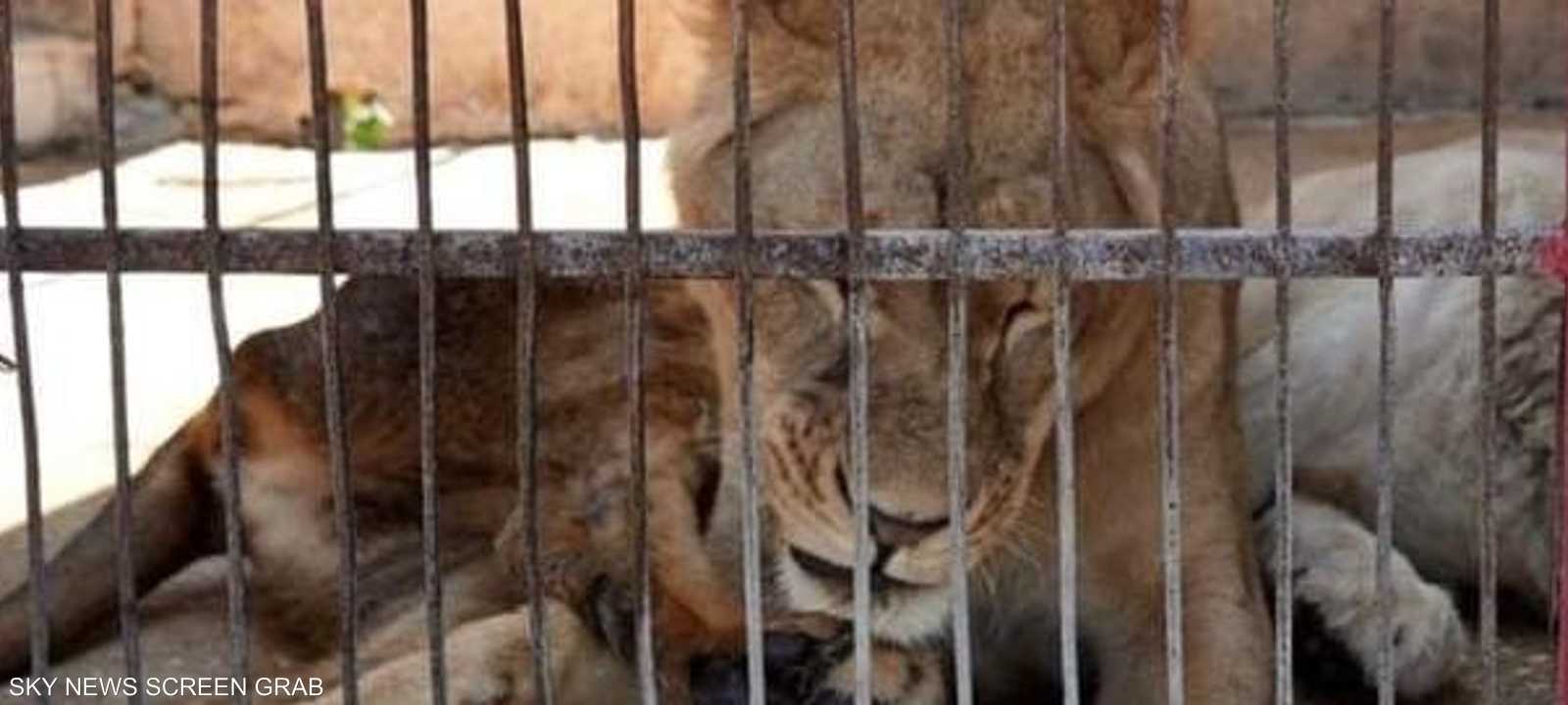 اللبؤة هاجمت الطفل عبر فتحات القفص