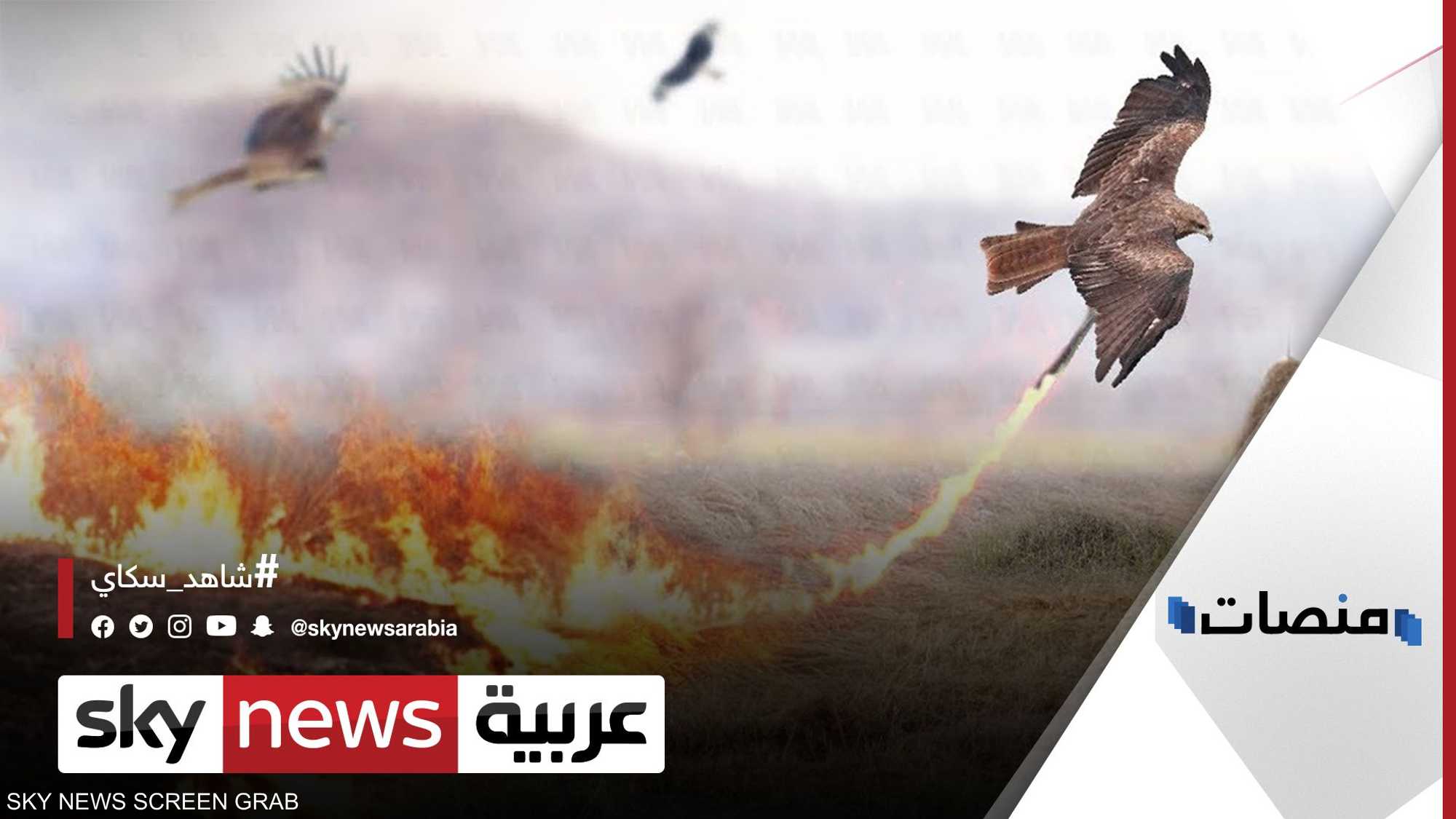 تأكد.. حقيقة فيديو "الطائر المتسبب بحرائق غابات أستراليا"