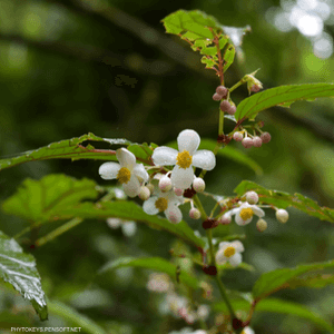 العشبة تنمو في جنوب الصين.