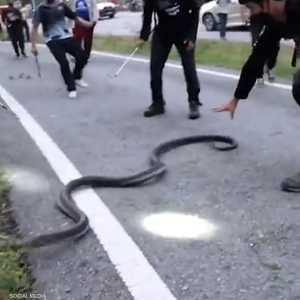 ثعبان ضخم يثير الذعر في تايلاند