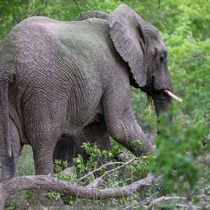 كثرة الفيلة صارت تؤرق سكان الأرياف في زيمبابوي