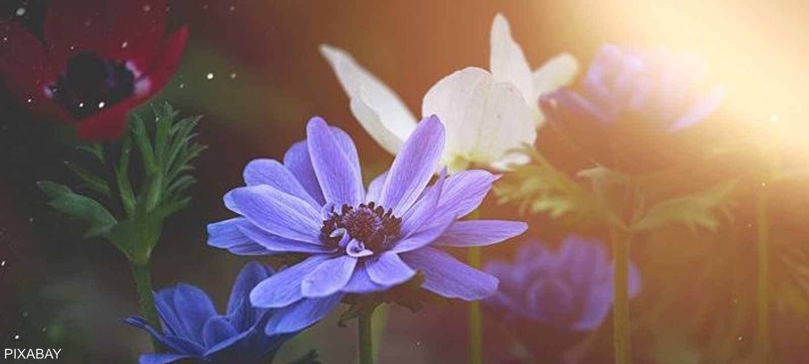 شقائق النعمان