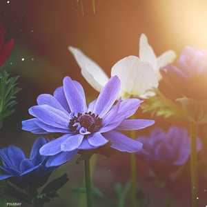 شقائق النعمان