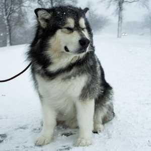 كلب من نوع الملموت الألاسكي