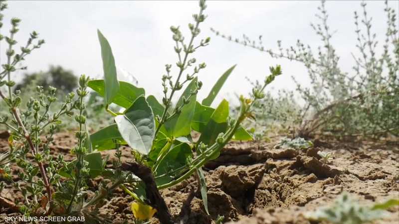 "السور الأخضر" تجربة موريتانية لحماية الزراعة