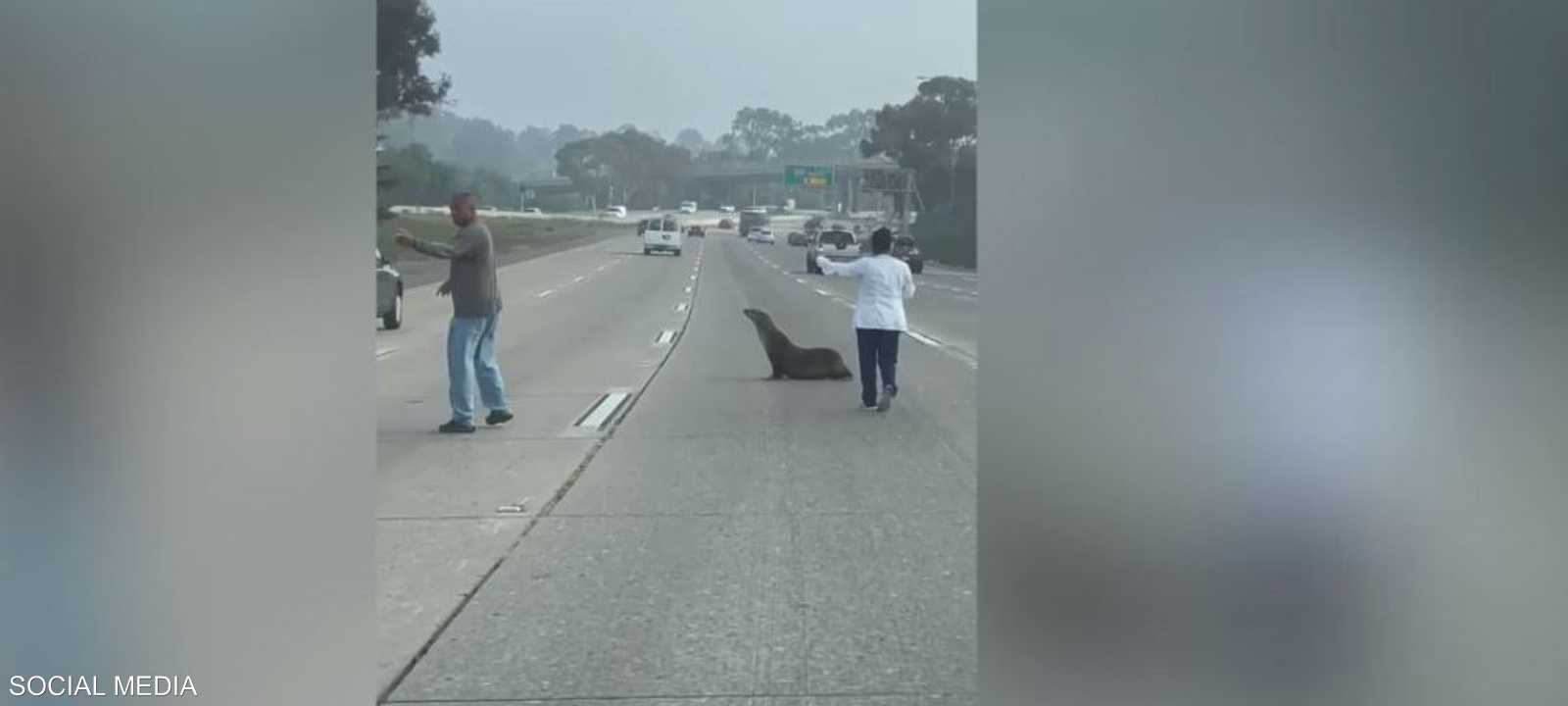 أسد بحر على طريق سريع في ولاية كاليفورنيا الأميركية