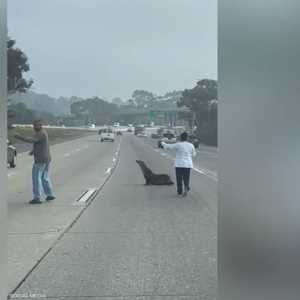 أسد بحر على طريق سريع في ولاية كاليفورنيا الأميركية