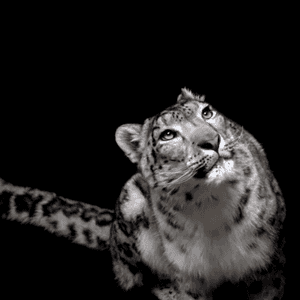 نمر الثلج ريلو توفي بسبب التهاب رئوي نتج عن فيروس كورونا