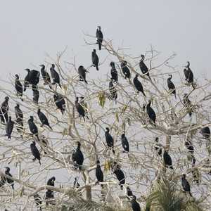 أرشيفية.. انقراض أنواع من الطيور يعيق النباتات على التكيف