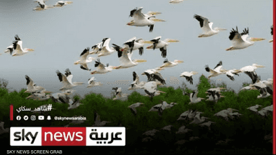 الكويت.. مساع حكومية لحماية الطيور المهاجرة التي تعبر البلاد
