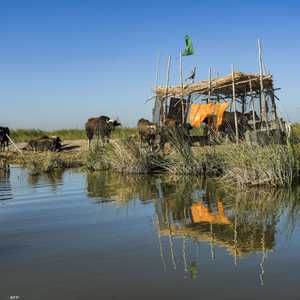سرقة المواشي.. أحدث استخدام للدرونز في العراق