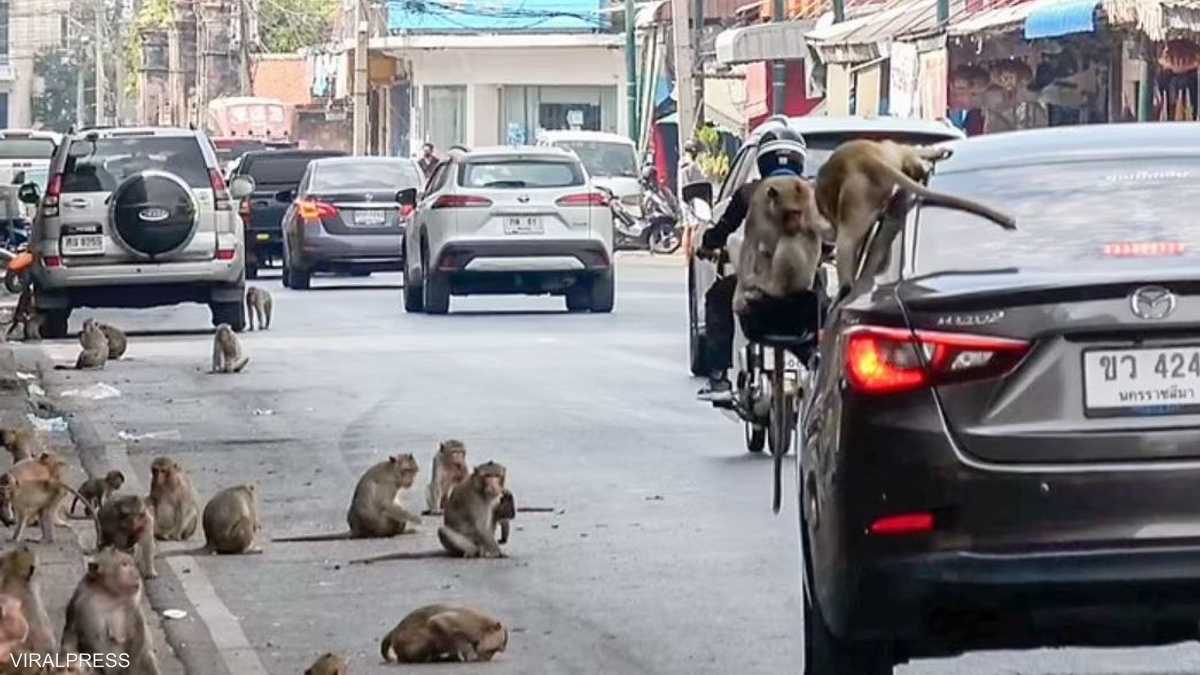 القردة اجتاحت شوارع البلدة