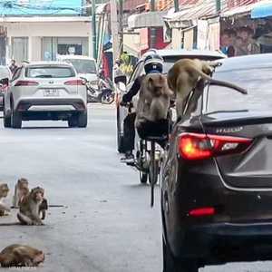 القردة اجتاحت شوارع البلدة