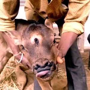 ولادة نادرة لعجل بثلاثة عيون