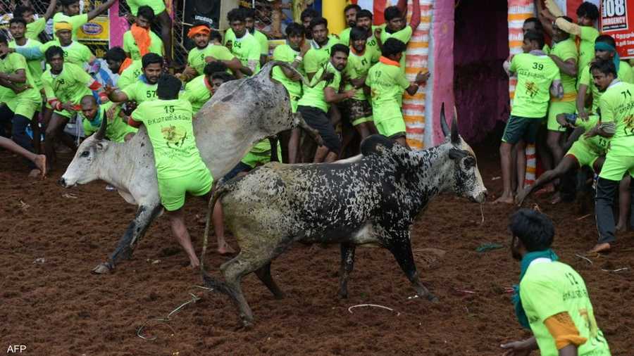 مهرجان "جاليكاتو" حدث سنوي يحظى بشعبية كبيرة في تاميل نادو يتصارع خلاله المحتفلون مع الثيران حتى الاستسلام