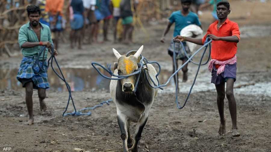 نفى المنظمون والسياسيون في ولاية تاميل نادو تعرض الحيوانات لسوء معاملة في المهرجان الذي يعتبر جزءا من ثقافة المنطقة وهويتها