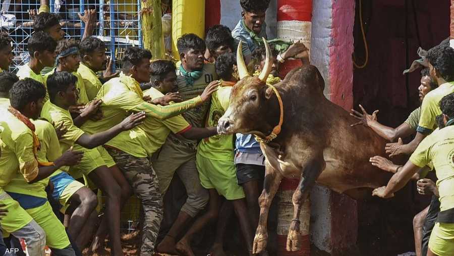 عام 2016 حظرت المحكمة العليا في الهند مهرجان جاليكاتو بعدما قالت جماعات مدافعة عن حقوق الحيوان إن الثيران تعرضت لسوء معاملة