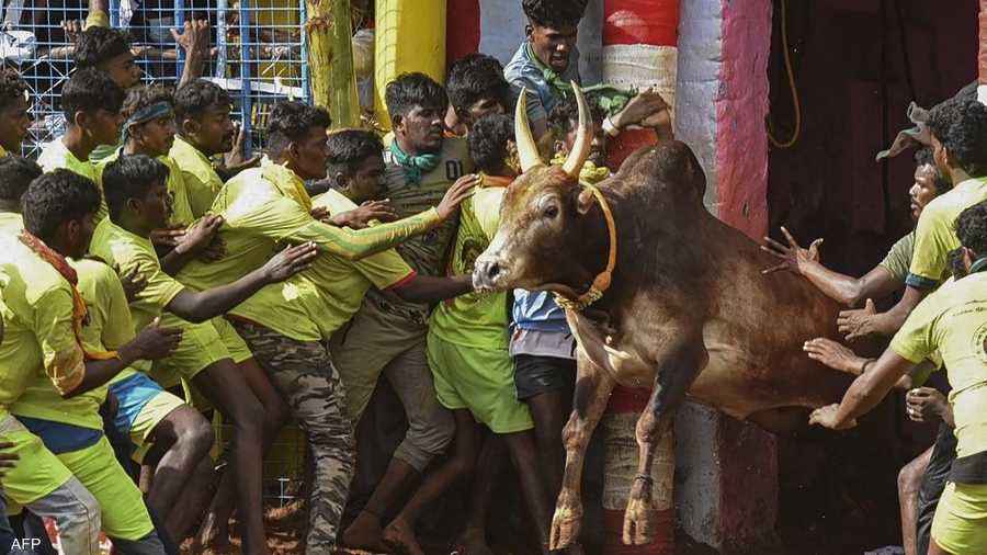 عام 2016 حظرت المحكمة العليا في الهند مهرجان جاليكاتو بعدما قالت جماعات مدافعة عن حقوق الحيوان إن الثيران تعرضت لسوء معاملة