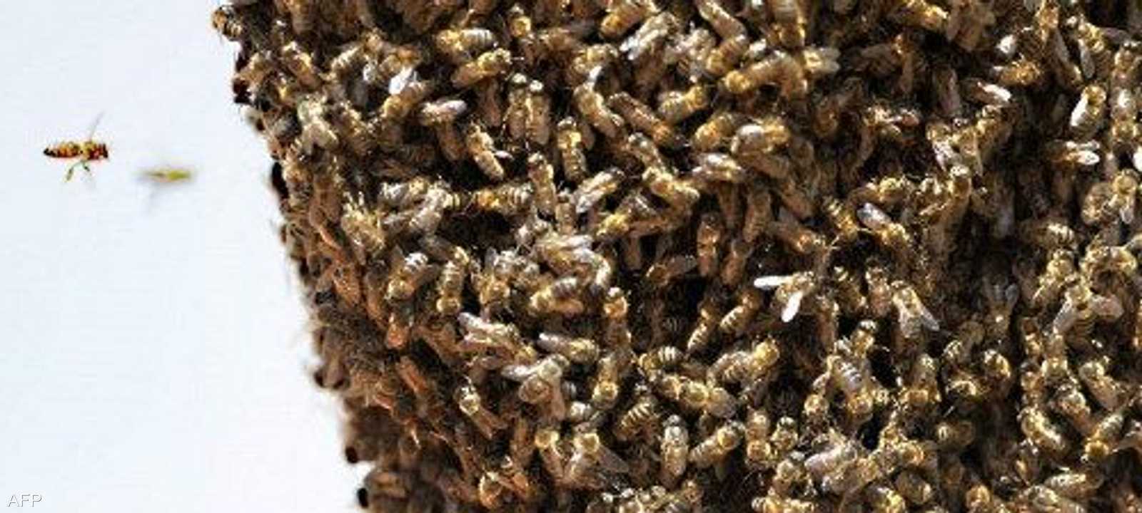 أرشيفية.. اختفاء النحل في المغرب مؤخرا يثير قلقا متزايدا