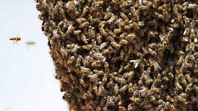 المغرب.."لغز اختفاء النحل" يثير مخاوف المربين ومستهلكي العسل