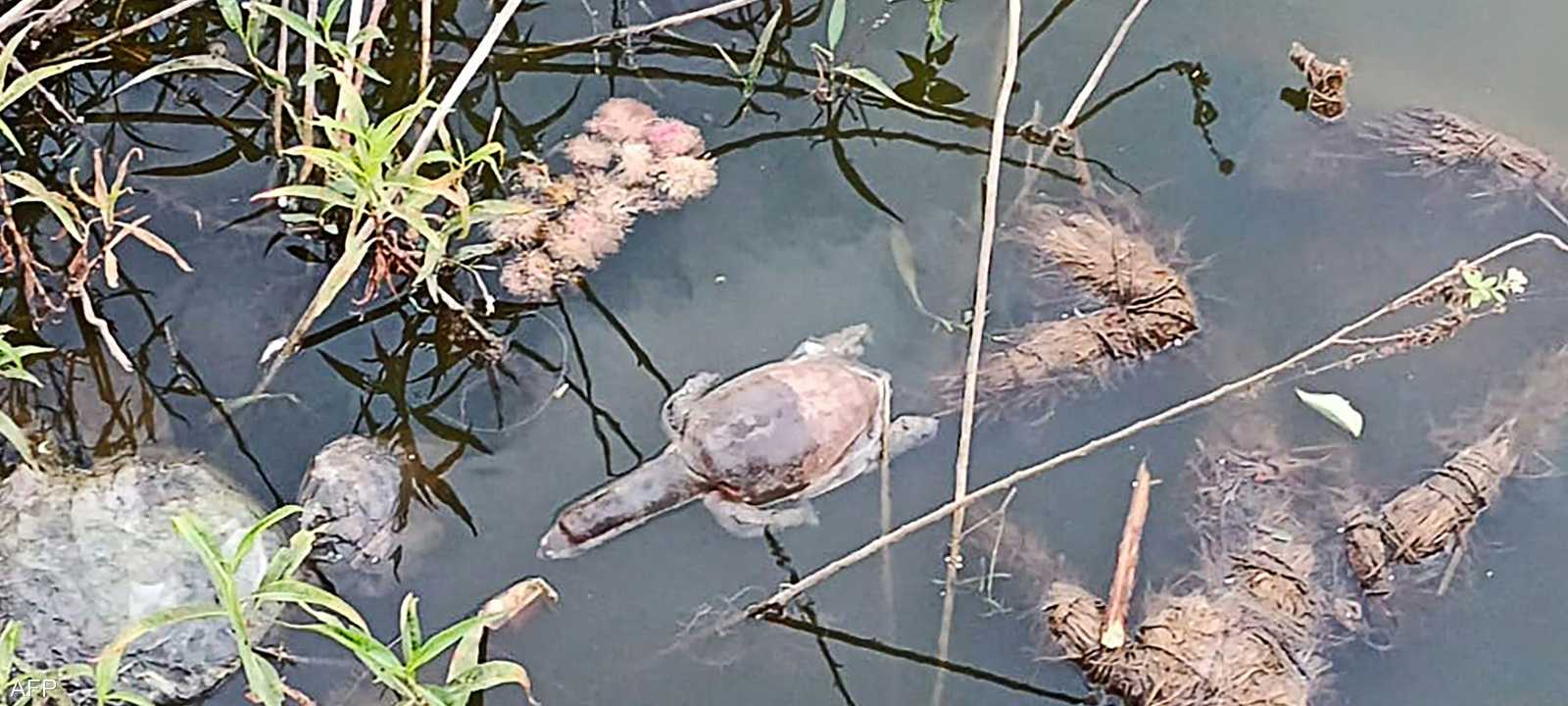 نفقت 57 سلحفاة رفرافية القوقعة في بحيرة هندية