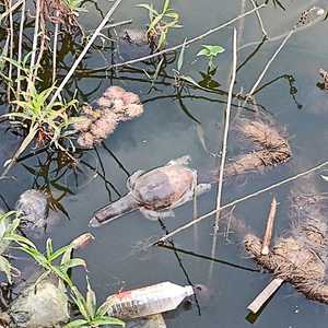 نفقت 57 سلحفاة رفرافية القوقعة في بحيرة هندية