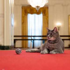 ويلو.. قطة جديدة في البيت الابيض