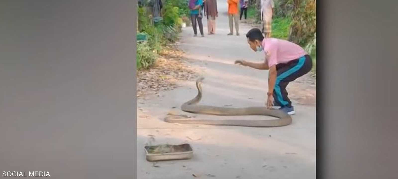 تايلندي يروض أفعى كوبرا عملاقة