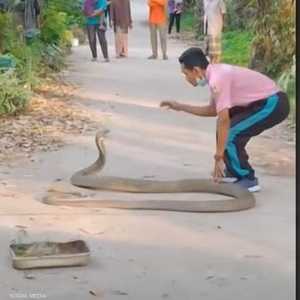 تايلندي يروض أفعى كوبرا عملاقة