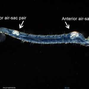 الباحث فيليب ماثيوز لاحظ السلوك الغريب للحشرات