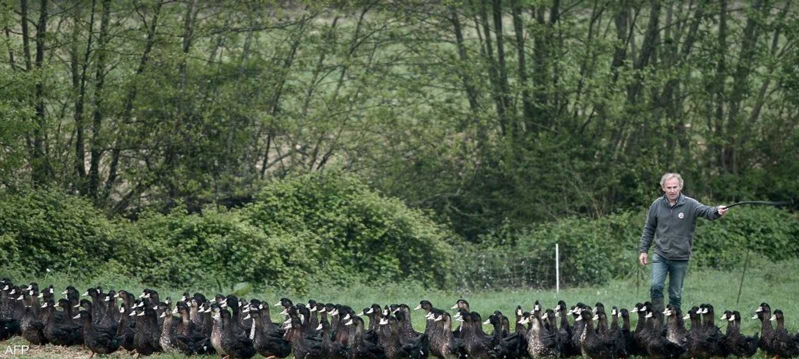 إنفلونزا الطيور بدأت تتفشى في فرنسا منذ نوفمبر الماضي.
