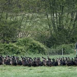 إنفلونزا الطيور بدأت تتفشى في فرنسا منذ نوفمبر الماضي.