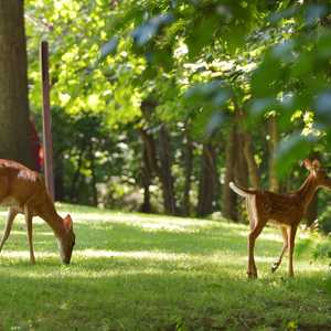 أيائل ولاية أيوا مصابة بكورونا